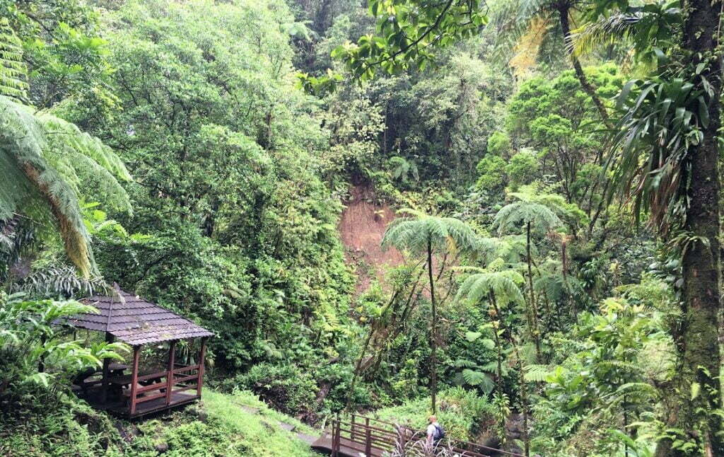 Climat et voyage - Forêt tropicale humide Martinique.
