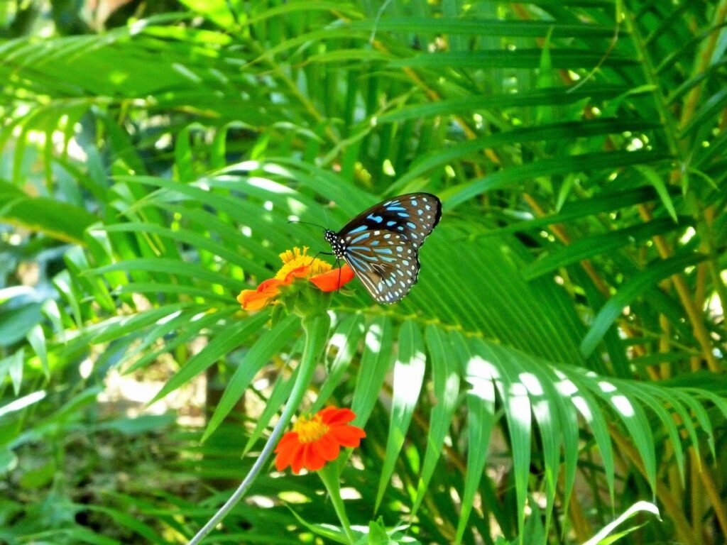 Cambodge Sud - Ferme aux Papillons